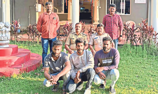 Cattle thieves